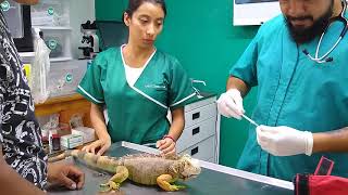 Visitando al veterinario  Royal Pets  IGUANAS AL VETERINARIO con Sergio Fonseca [upl. by Hamilton]