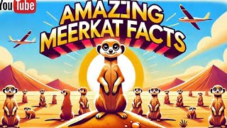 Amazing Meerkat Facts [upl. by Kho]