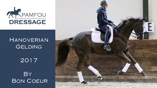 DRESSAGE HORSE FOR SALE  PSG gelding  2017 [upl. by Anirdua]