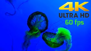 4K UHD 60 fps Jellyfish Stunning Underwater footage Dramatic Green and Ultra Violet Colors [upl. by Aiahc]