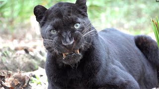 Silly Black Leopard [upl. by Sorilda637]