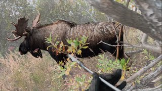 Moose Turns On Spear Hunter [upl. by Guglielmo]