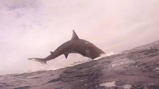 Diver Gets UpClose View of Basking Shark Breach Off Irish Coast [upl. by Glialentn747]