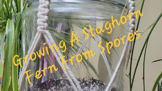 Growing A Staghorn Fern From Spores  Growing Crazy With Jeanette  S4 E7 [upl. by Monro]