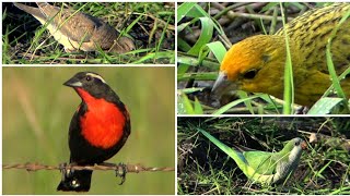 ☀️OLA de CALOR  AVES buscando agua HEAT WAVE  BIRDS looking for water [upl. by Sira417]