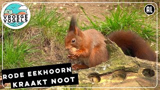 Rode eekhoorn kraakt walnoot  Zelf Geschoten  Vroege Vogels [upl. by Wurster]