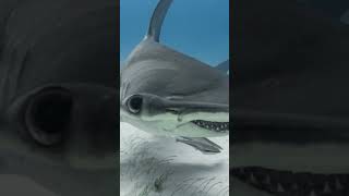 Hammerhead Sharks Natures Coolest Hunters [upl. by Haneekas525]