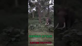 sathyamangalam forest elephant attack shortsfeed elephantattack [upl. by Ardeth]