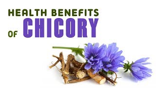 8 Health Benefits of Chicory [upl. by Seeto]