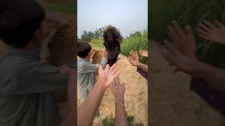 Village me gorilla 🦍 aa gia pets minizoo bird minivlogs gorilla lla [upl. by Wang]