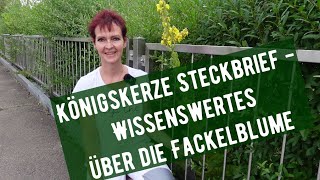 Königskerze Steckbrief  Wissenswertes über die Fackelblume [upl. by Ulphi]