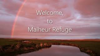 Introducing the Malheur Symphony  A Wildlife Photography Experience [upl. by Settera350]