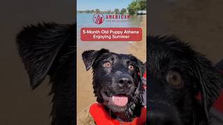 5 Month Old Puppy Swimming [upl. by Hans]