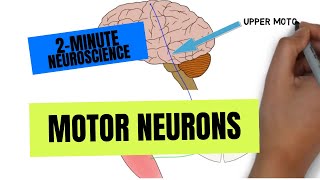 2Minute Neuroscience Motor Neurons [upl. by Joy]