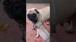 Pug puppys 7500🔥🔥 Tvm mob7736809326 doglover funny puppy shorts shortvideo [upl. by Ahsilek]