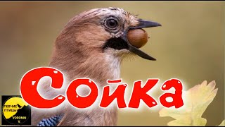 Птица Сойка Интересные факты Garrulus glandarius Jay [upl. by Skurnik59]