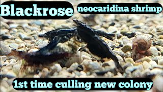 Black Neocaridina Shrimp  Blackrose Shrimp Tank [upl. by Atinihs]