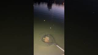 Here Is Seven Fishing At City Park In Denver Colorado Amazing Snapping Turtle fishing shorts [upl. by Settle]