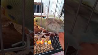 🐣shorts keşfet muhabbetkuşu budgies parakeet baby bebek cute sevimli komik funny animals [upl. by Tteragram]