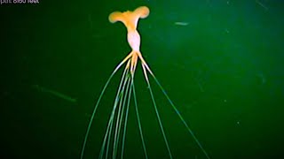 5 ROV Encounters with Unusual Deep Ocean Creatures  New Magnapinna Squid Footage [upl. by Cassandre909]