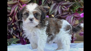 Cavatzupoo Puppies for Sale [upl. by Aksel]