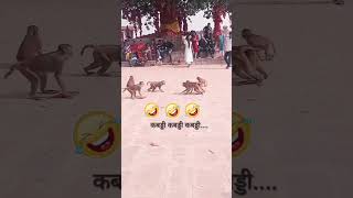 kabaddi kabaddi kabaddi new funny comedy monkey animals memes dubbing game ytshorts [upl. by Aztirak430]