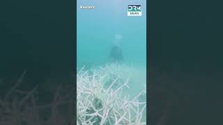 RecordBreaking Coral Bleaching Event Affects 77 of the Worlds Reefs  DRM News  AL1V [upl. by Neeoma]