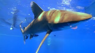 Sharks quotLongimanusquot on Elphinstone Reef [upl. by Vasili]