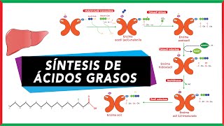 Síntesis de novo de ácidos grasos paso a paso  Bioquímica [upl. by Heloise]