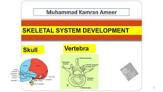 Skeletal system Development Skull Limbs Vertebrae  Embryology Notes  Dr M Kamran Ameer [upl. by Ijok694]