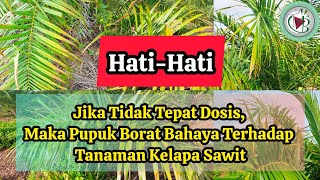 HATIHATI  Jika Tidak Tepat Dosis Maka Pupuk Borat Bahaya Terhadap Tanaman Kelapa Sawit [upl. by Ellora]