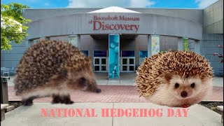 National Hedgehog Day  Boonshoft Museum of Discovery in Dayton Ohio [upl. by Trefor]