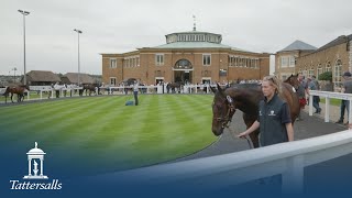 Tattersalls Somerville Yearling Sale 2024 Review [upl. by Sternberg347]