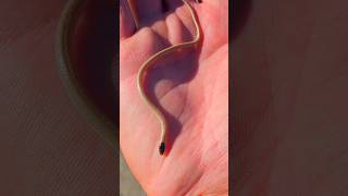 TINIEST SNAKE EVER reptiles snake nature shorts [upl. by Aivatnwahs622]