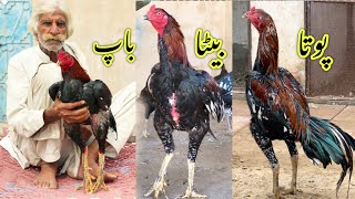 Basheer purbana breed results of sawa lakhiya breeder [upl. by Ecnarepmet]