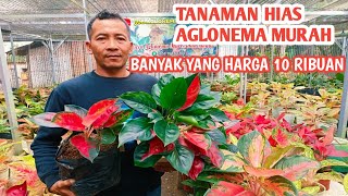 TANAMAN HIAS AGLONEMA MURAH MERIAH [upl. by Ribaudo]