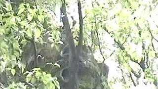 【捉えた！】熱田神宮で暮らすヘビ A large snake on ATSUTA JINGUs tree [upl. by Ahsata]