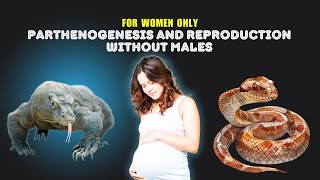 PARTHENOGENESIS How is Reproduction Without Males Possiblewildlife pets komododragons [upl. by Carolynne]