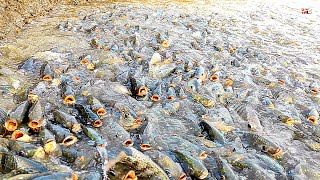 Feeding the Tilapia in large intensive aquaculture ponds  Raising Tilapia Farming [upl. by Augie]