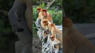 Proboscis Monkey Nasalis larvatus  Observed in Description [upl. by Cantlon]