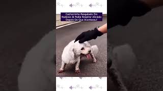 Cachorrinho Resgatado Em Rodovia Já Podia Respirar Aliviado Depois Do Que Aconteceu [upl. by Eblehs]