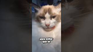 Los gatos lloran en el veterinario cuando les colocan la anestesia 🤔😿 curiosidades gatitos [upl. by Aissatan]