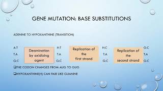 Genetic toxicity 2 [upl. by Hayn]