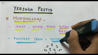 Yersinia pestis  Microbiology  Handwritten notes [upl. by O'Carroll]