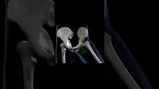 movement of the hip joint [upl. by Scharff]