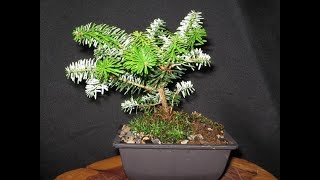 Abies koreana or Korean Fir Bonsai 13 [upl. by Tahpos44]