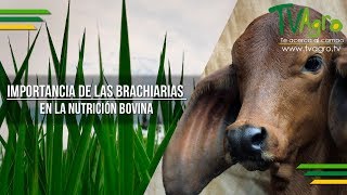 Importancia de las Brachiarias en la Nutrición Bovina  TvAgro por Juan Gonzalo Angel [upl. by Klement162]