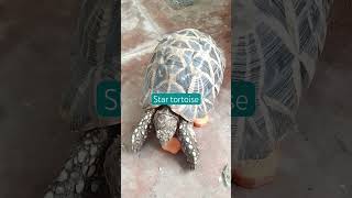 Lucky pet star tortoise  star tortoise love [upl. by Sucramat]