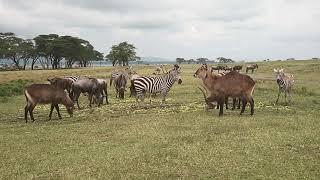 A VISIT TO CRESCENT ISLAND IN LAKE NAIVASHAKENYA [upl. by Htederem]