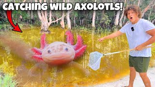 I Caught WILD AXOLOTLS For My AQUARIUM [upl. by Isma797]